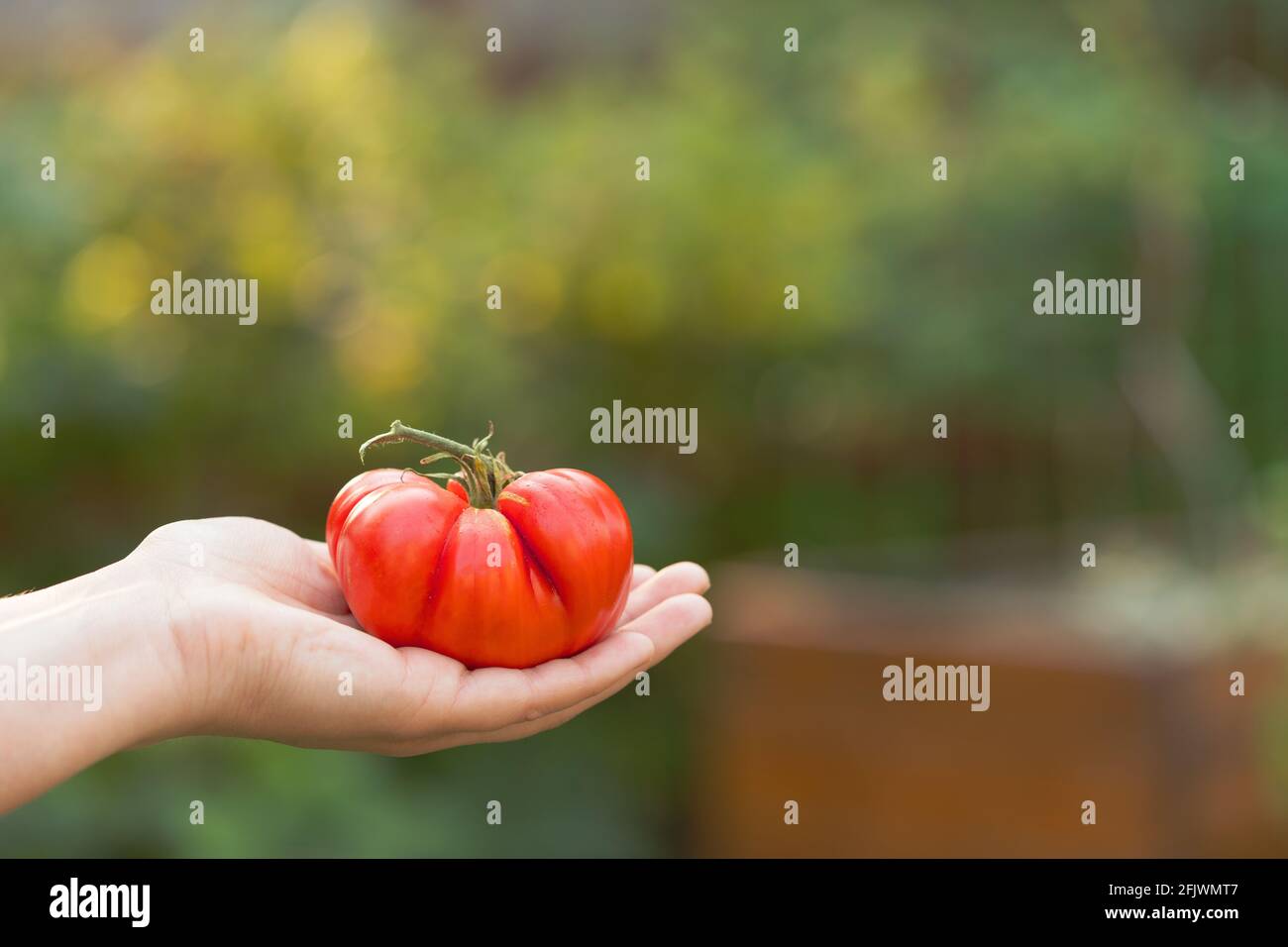 Mano della donna che tiene maturo, pomodoro rosso Heirloom appena selezionato dal giardino del cortile Foto Stock