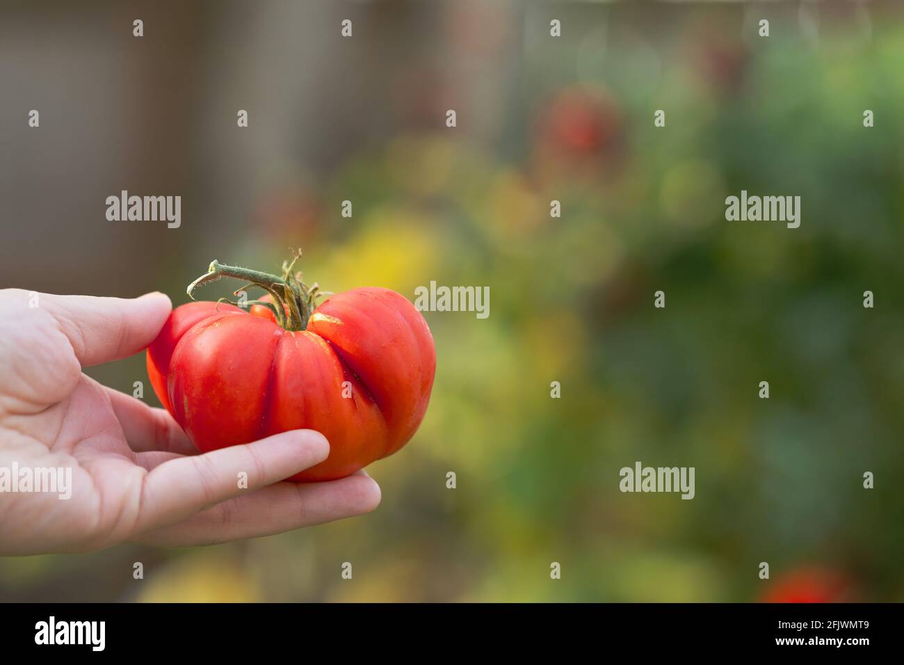 Pomodoro maturo, rosso Heirloom appena selezionato dal giardino del cortile Foto Stock