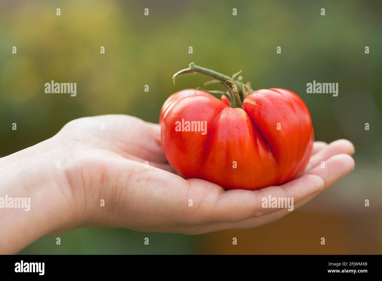 Mano della donna tenuta matura, Tomato rosso Heirloom Foto Stock