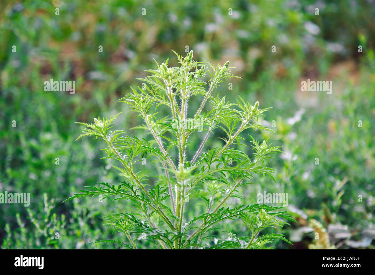 Cespugli di ambrosia in fiore. Allergene alle piante ragweed, erba di prato tossica. Allergia all'ambrosia ragweed . L'artemisifolia di polline in fiore è un allergene di pericolo Foto Stock