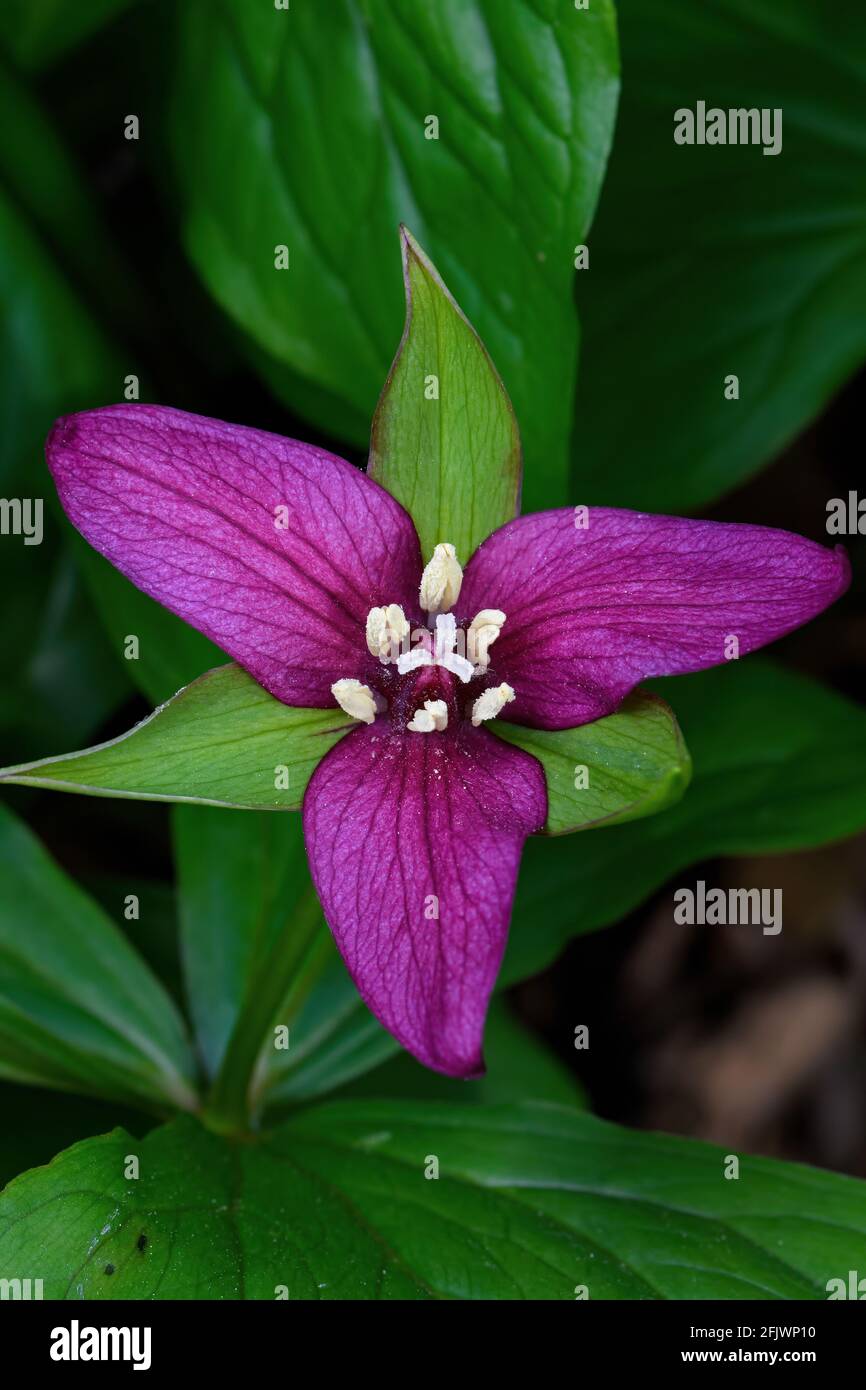 Trillium rosso brillante che fiorisce all'inizio della primavera. Foto Stock
