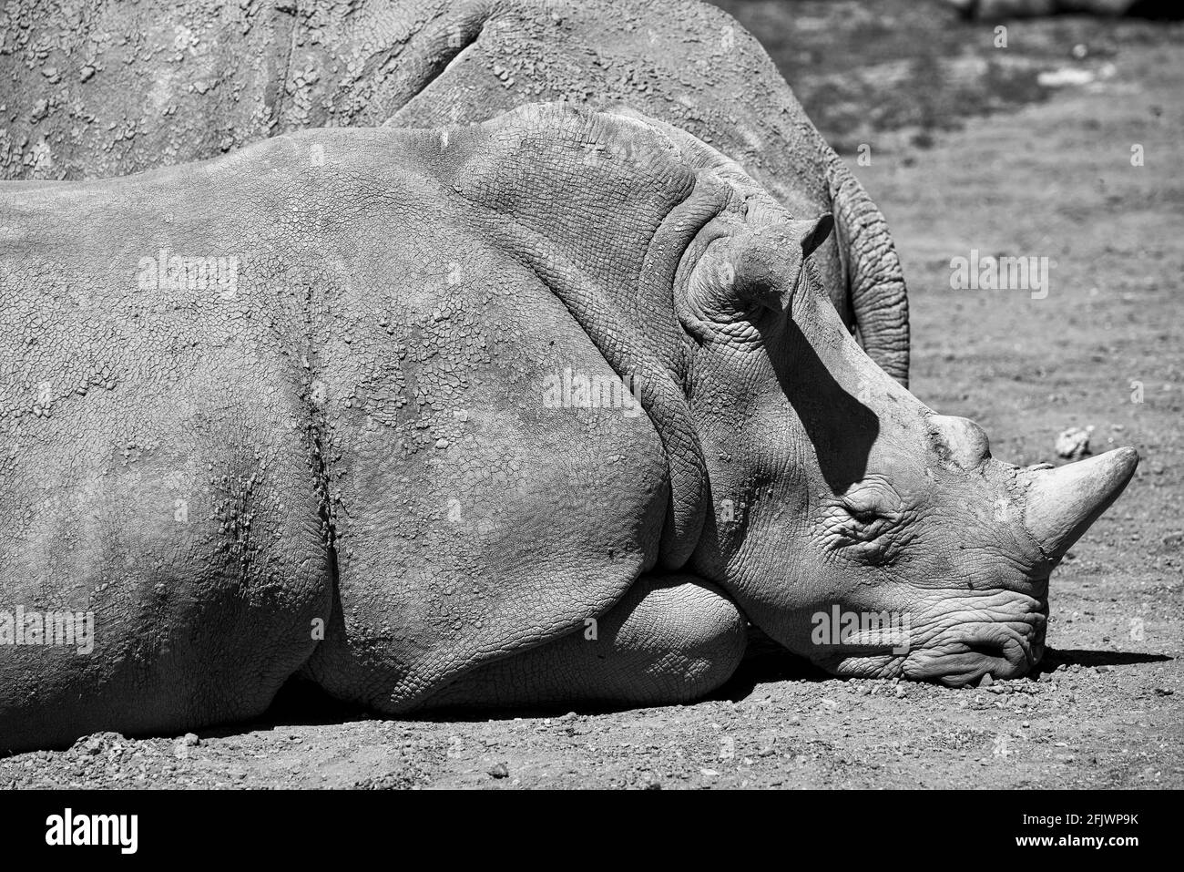 Rinoceronti bianchi meridionali (Ceratotherium simum simum) Al Cotswold Wildlife Park Foto Stock