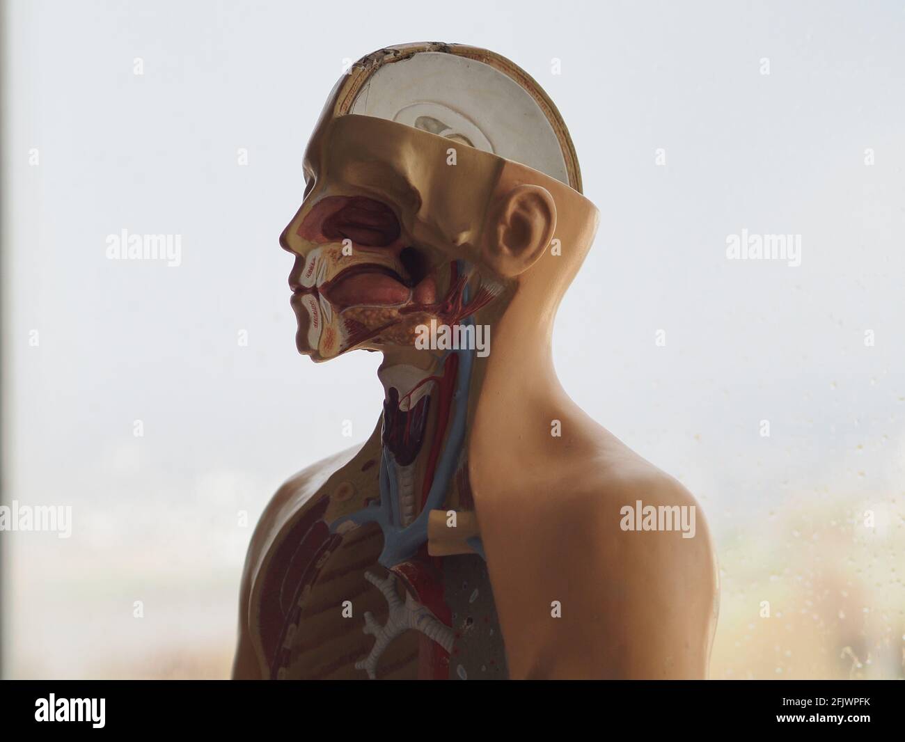 Modello educativo tridimensionale della struttura interna del corpo umano. Anatomia. Foto Stock