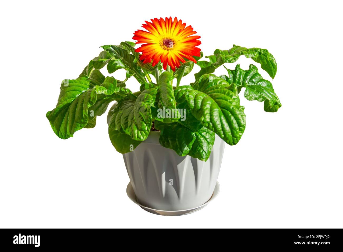 Piante in vaso interne ed esterne gerbera fiore bicolore giallo arancio, isolato su sfondo bianco Foto Stock