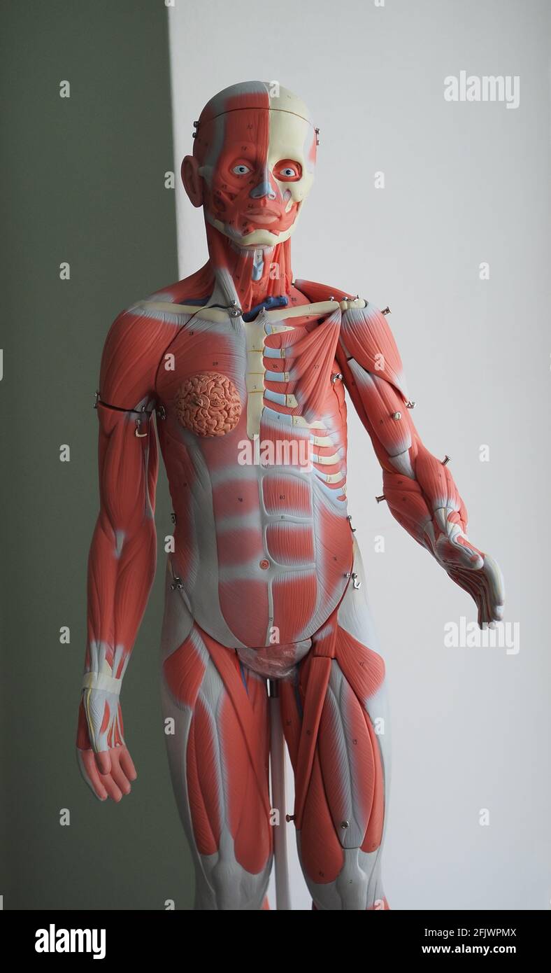 Modello educativo tridimensionale del sistema muscolare umano. I muscoli del corpo umano. Foto Stock