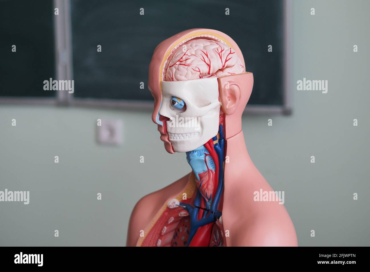 Modello anatomico e medico dell'anatomia umana. La struttura interna della testa e del torace umano. Foto Stock