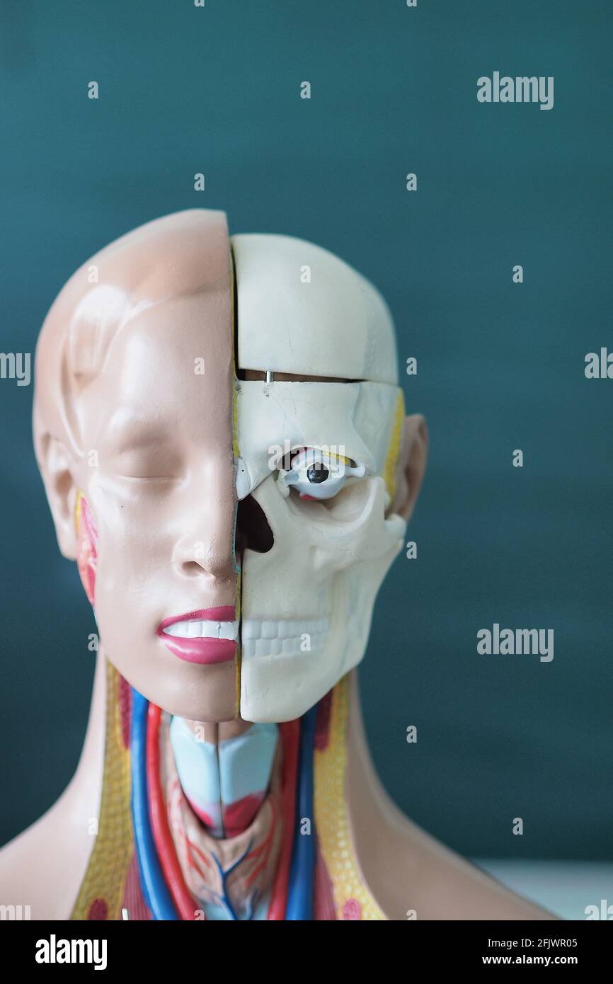 Modello anatomico, educativo e medico dell'anatomia umana. Modello della struttura interna della testa e del collo umano. Foto Stock