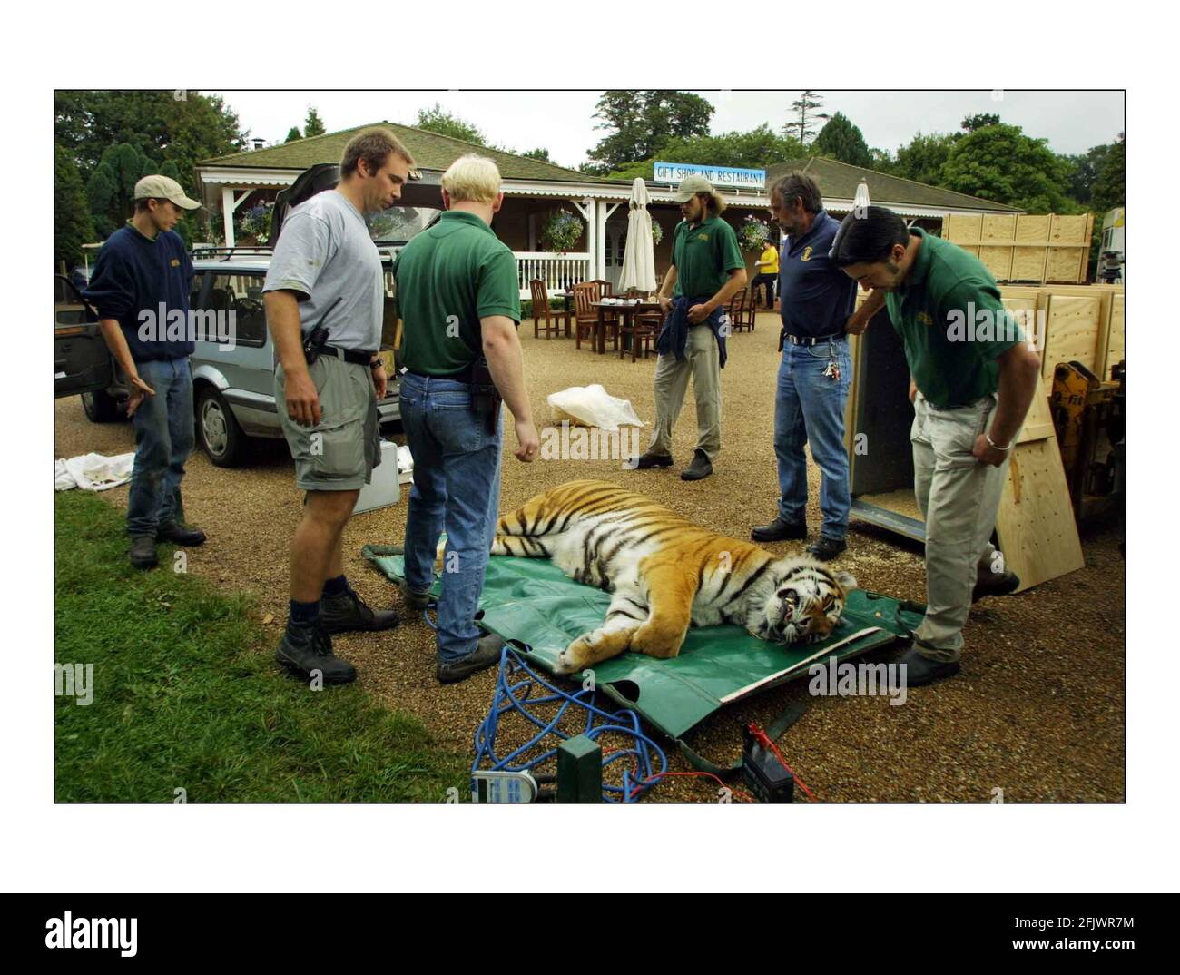 Due tigri siberiane, Cuddles e Devoshka sono stati oggi ammaccati e crati al Parco degli Animali selvatici di Howletts, vicino a Canterbury in preparazione di essere volati al parco del Leone e del Rino in Sudafrica come parte di un banco di riproduzione program.see per il comunicato stampa pic David Sandison 21/8/2002 Foto Stock