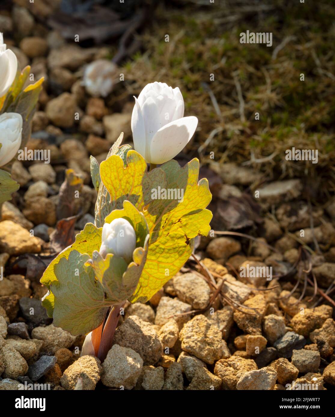 Sanguinaria canadensis F. multiplex 'Plena', doppio puccone canadese 'Plena', ritratto naturale delle piante in fiore Foto Stock