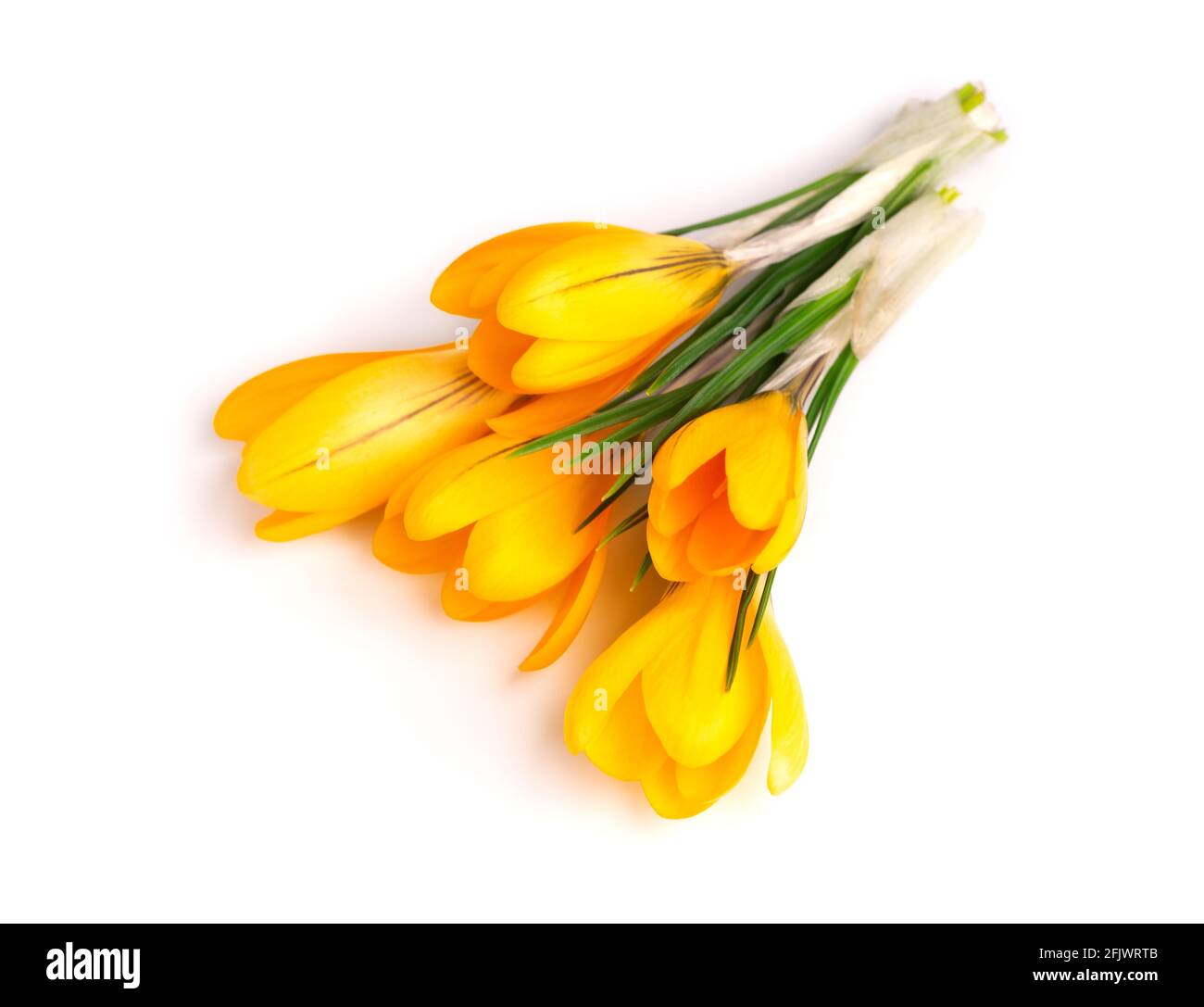 Fiore di crocus giallo isolato su sfondo bianco. Bellissimi fiori primaverili. Foto Stock