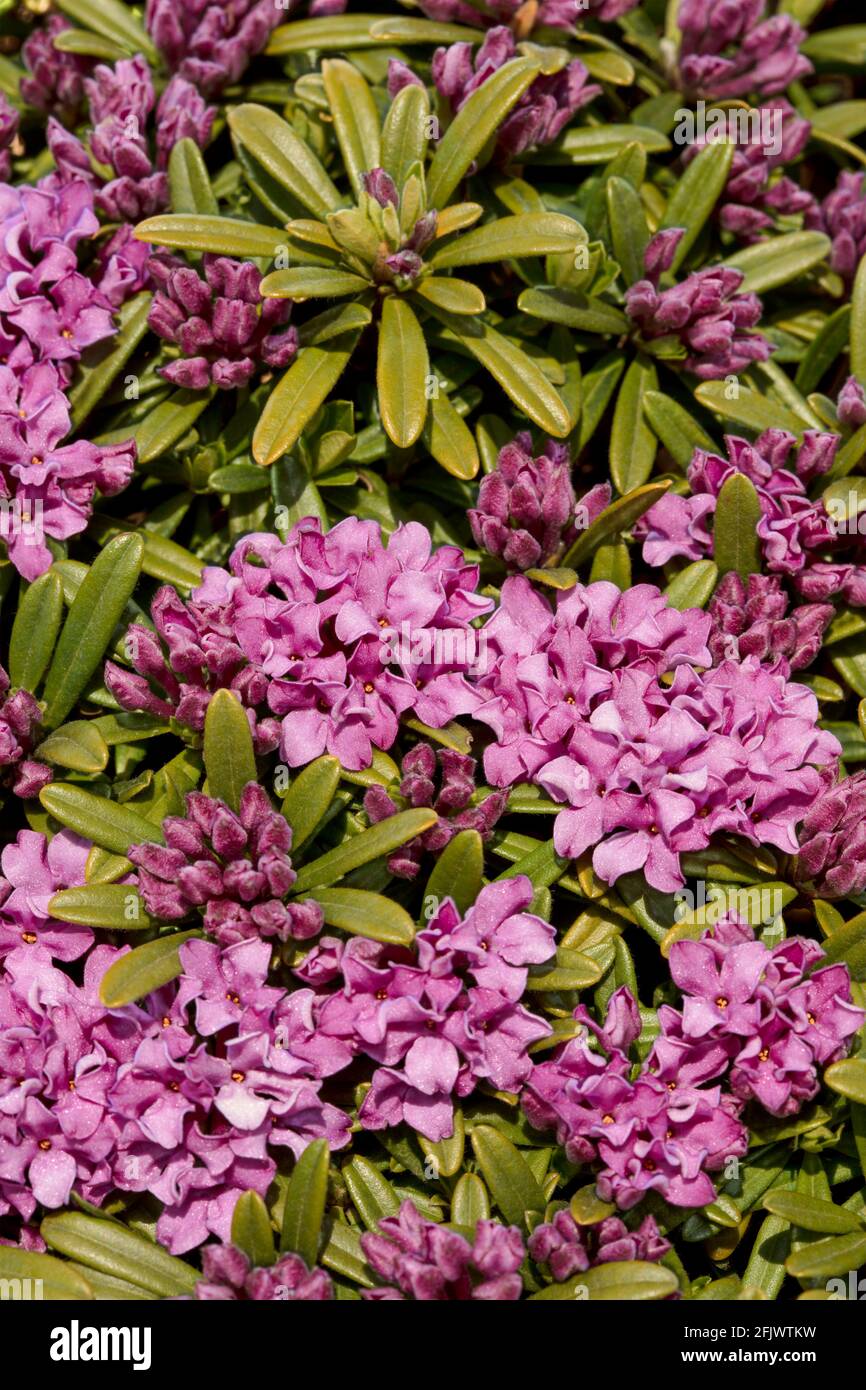 Daphne × susannae 'Tichborne', daphne 'Tichborne' in fiore, luminoso sole primaverile Foto Stock