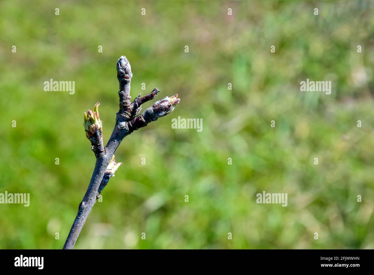 Il piccolo albero colonnare della mela sta germogliando. Primavera, preparazione alla fioritura. Vista su sfondo sfocato di erba verde. Primo piano. Messa a fuoco selettiva. Foto Stock