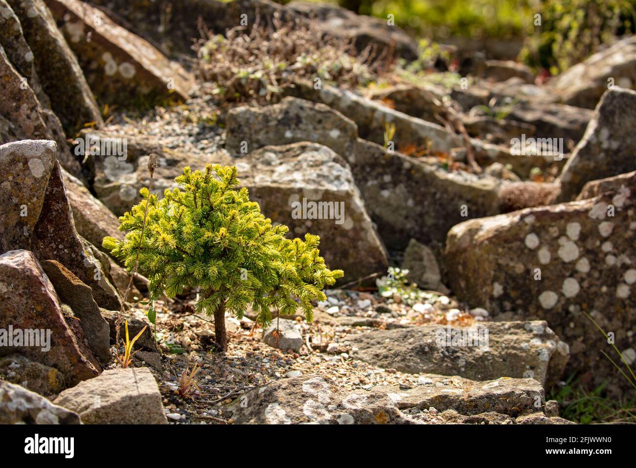 Super albero in miniatura in un giardino di roccia Foto Stock