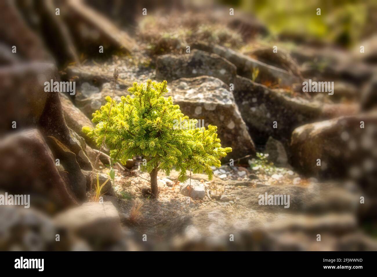 Super albero in miniatura in un giardino di roccia Foto Stock