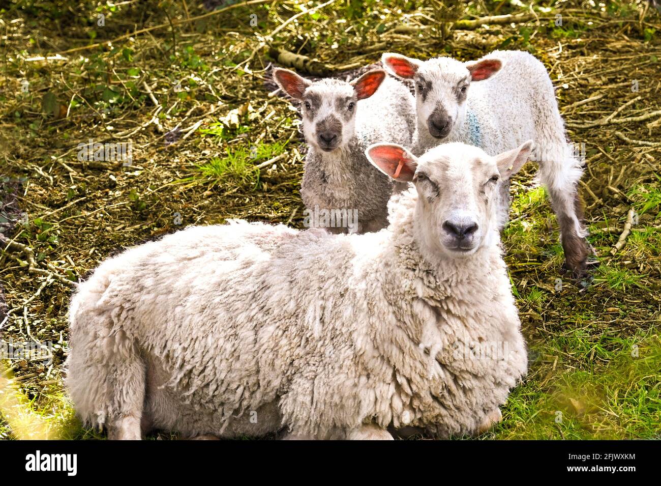 Pecora adagiata sull'erba in un campo con due agnelli dietro. Nessuna gente. Foto Stock
