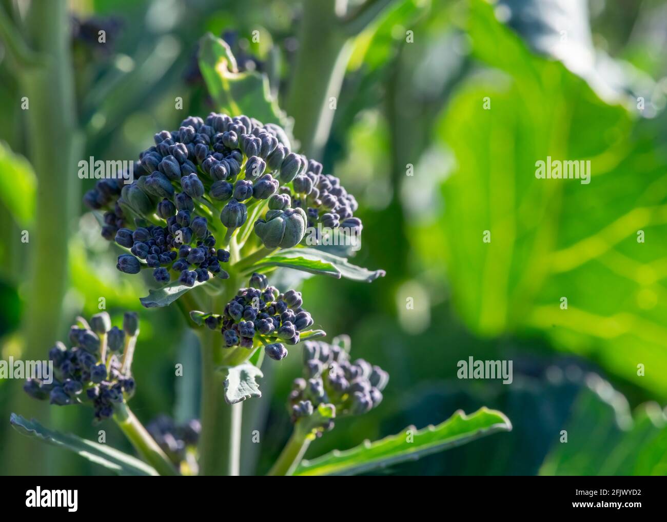 Sfondo di giardinaggio caratterizzato da broccoli germoglianti viola con profondità poco profonda di campo sfondo verde brillante a destra per una copia spazio Foto Stock