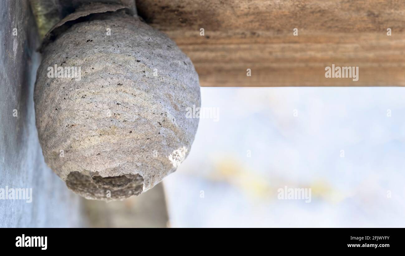 primo piano di un'intera vespe o cornetti nido costruito nel giardino capannone immagine in profondità poco profonda di spazio di copia campo a destra Foto Stock