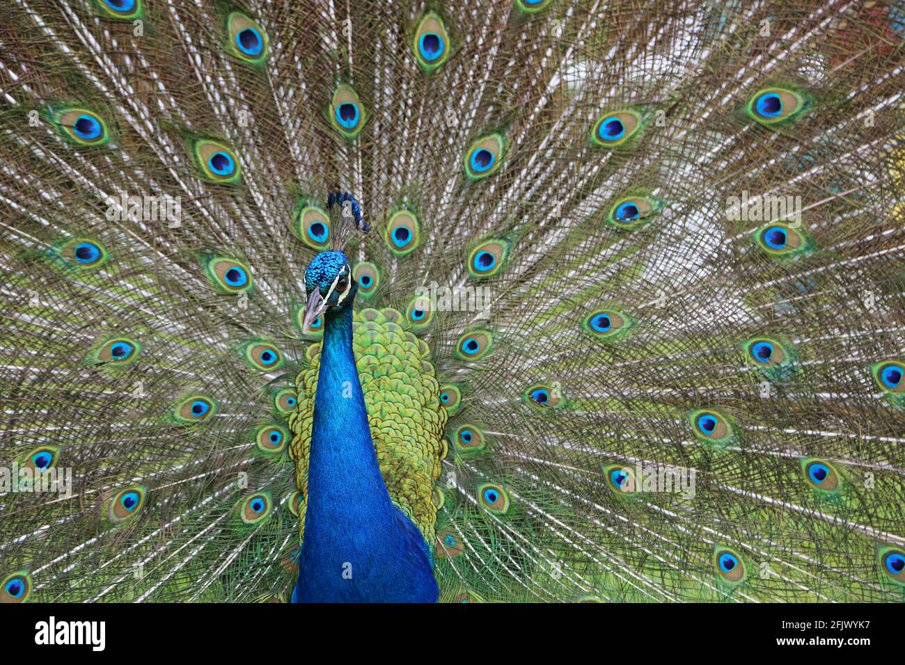 La testa di Peacock su sfondo piume, Giamaica Foto Stock