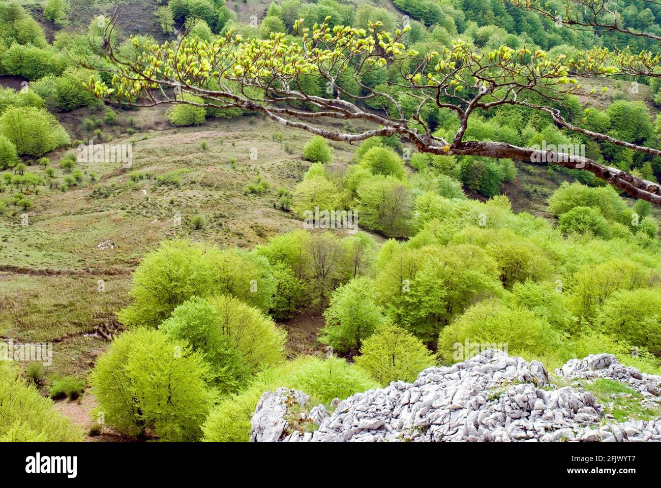 Faggeta primaverile nel Parco Naturale di Gorbeia. Paesi Baschi. Spagna Foto Stock