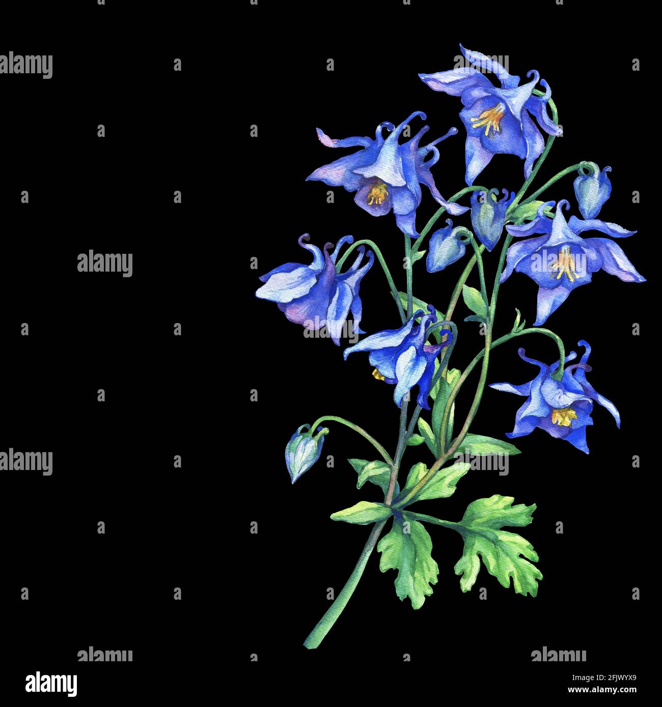 Il ramo fiorente Aquilegia blu (nomi comuni: Il cofano di granny o colonbine). Acquerello dipinto a mano illustrazione su sfondo nero. Foto Stock