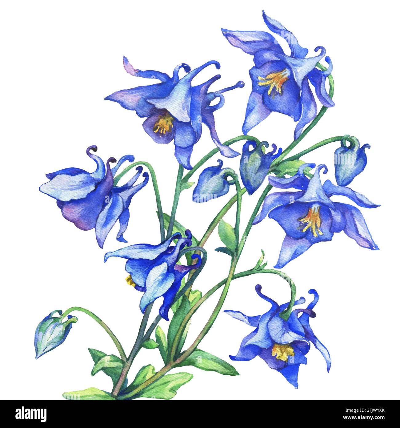Il ramo fiorente Aquilegia blu (nomi comuni: Il cofano di granny o colonbine). Acquerello dipinto a mano illustrazione su sfondo bianco. Foto Stock