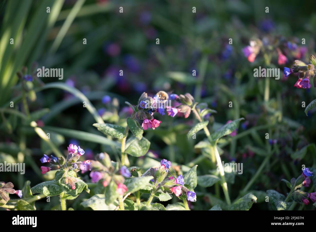 Pulmonaria (Pulmonaria officinalis) o Lungwort Foto Stock