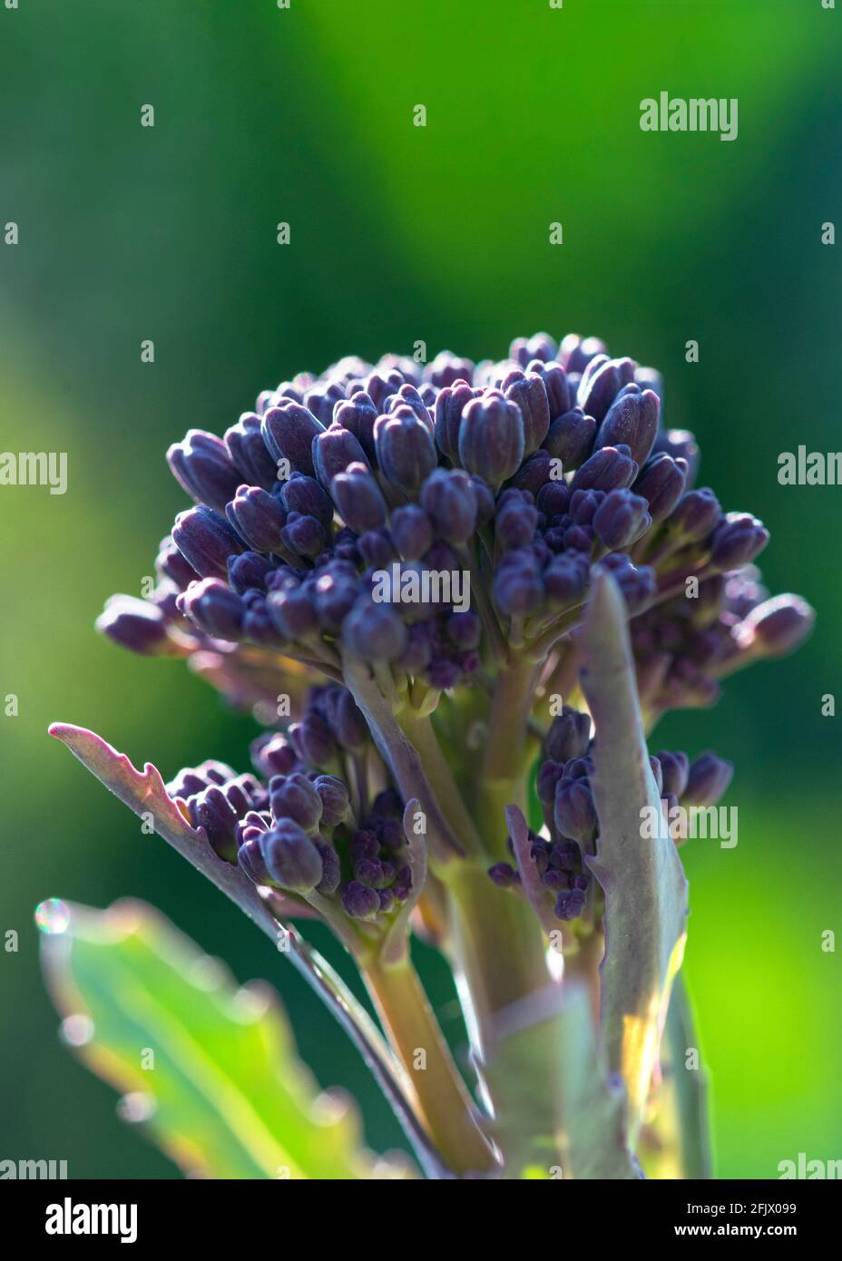 Sfondo verticale da giardino con succulenti broccoli con testa viola e poco profonda profondità di campo sfondo verde vibrante spazio di copia sopra Foto Stock