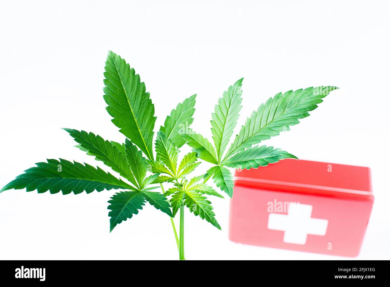 Cannabis medico, pianta di Cannabis e scatola di pronto soccorso, sfondo bianco, tasto alto, primo piano, formato orizzontale Foto Stock