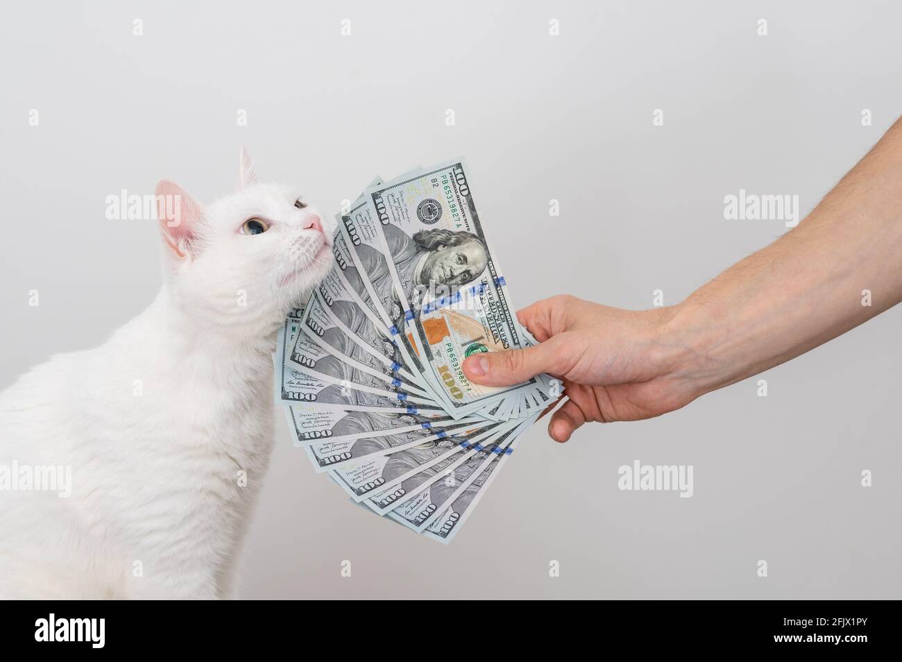 un fan di dollari in mano di un uomo, un sacco di soldi e gatto bianco Foto Stock