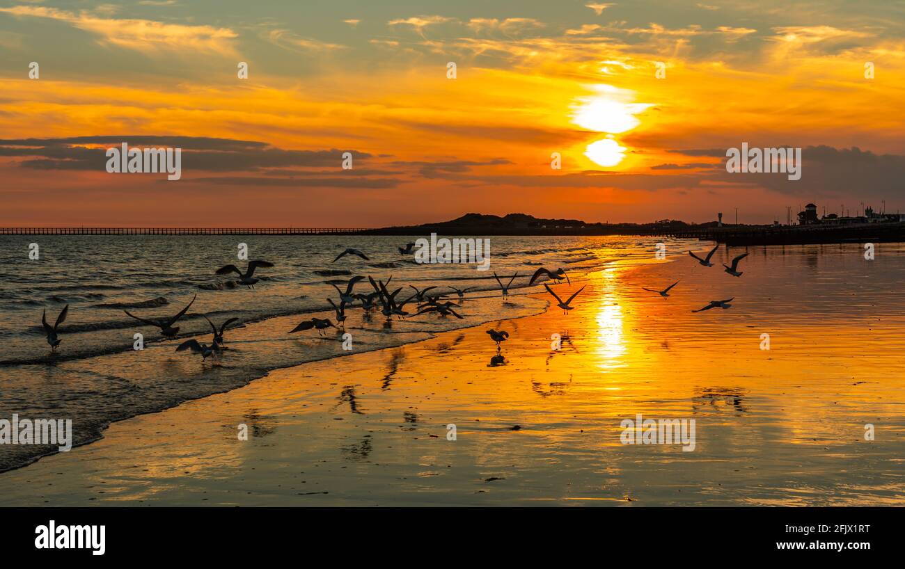 La riflessione del sole su una spiaggia al tramonto con i gabbiani volare basso, sulla costa sud di West Sussex, Regno Unito. Concetto di tranquillità. Pacifica. La pace. Foto Stock