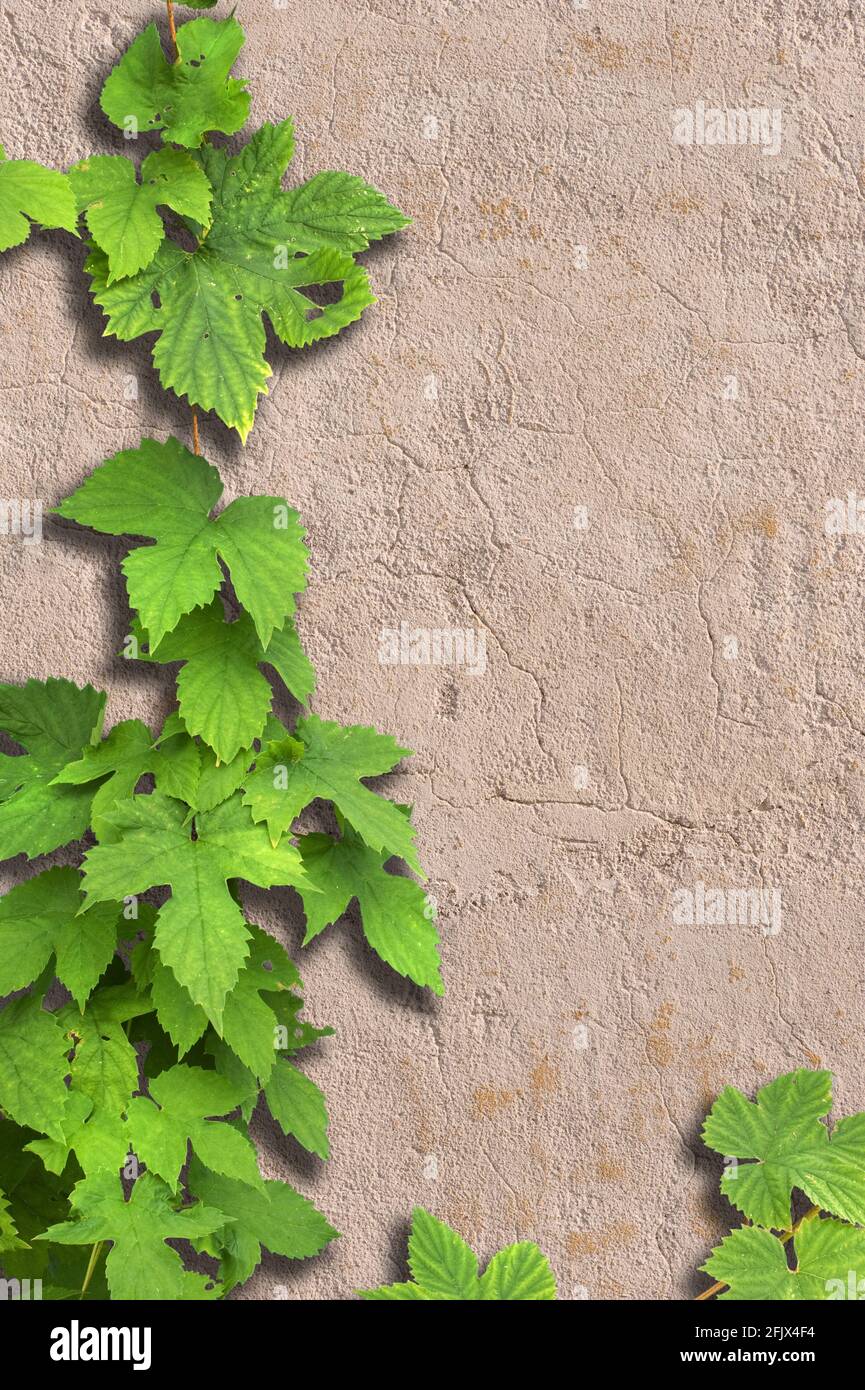 Hop (Humulus lupus) su vecchio muro di pietra Foto Stock