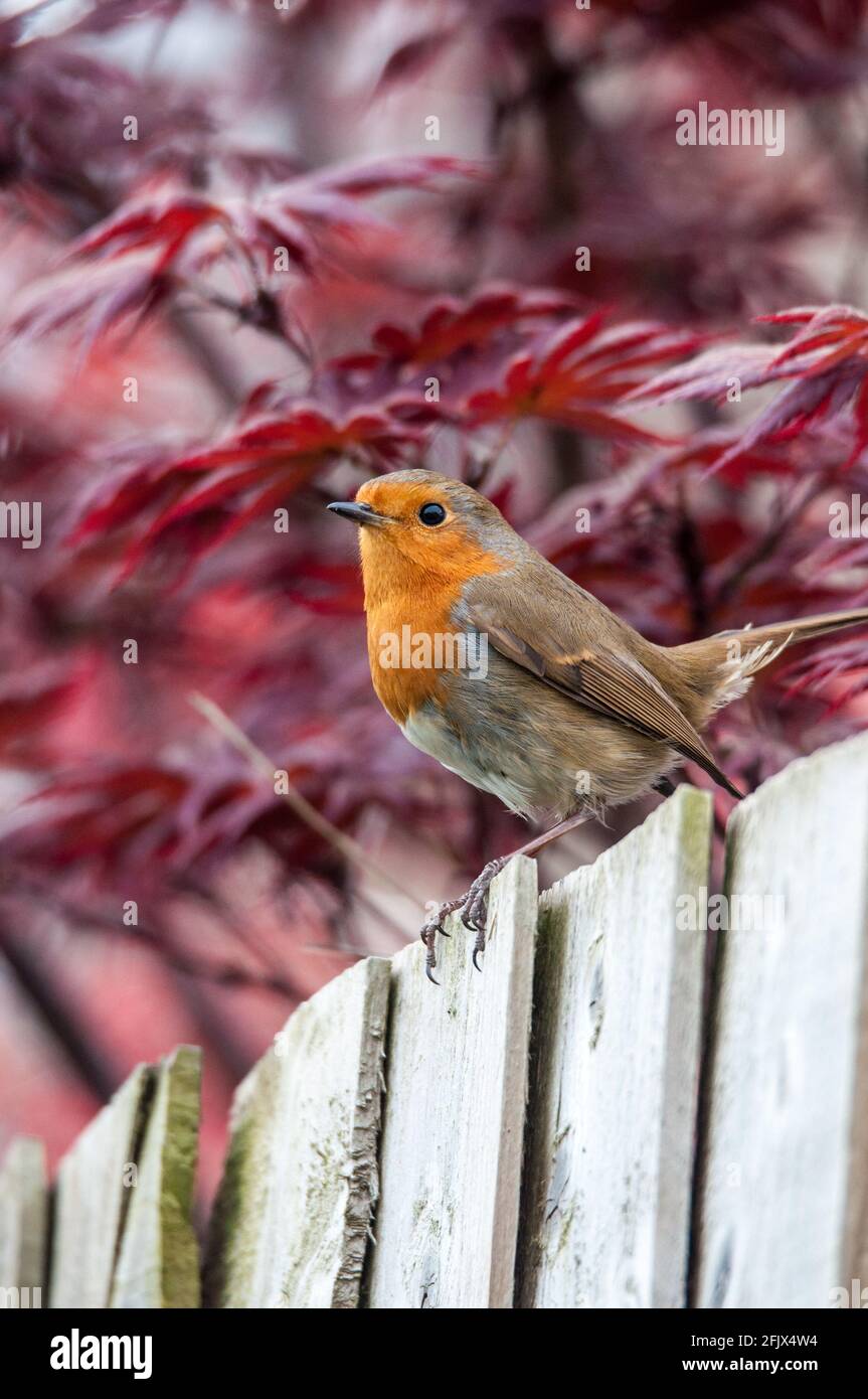 robin su recinzione giardino regno unito Foto Stock