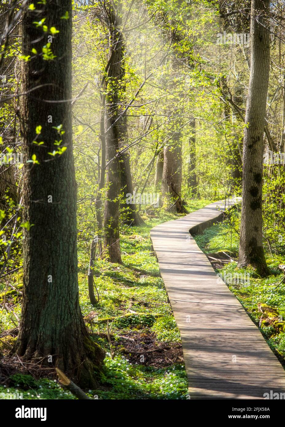 Bel percorso in legno nel mezzo della foresta con vresh crescita in primavera a goteborg svezia Foto Stock