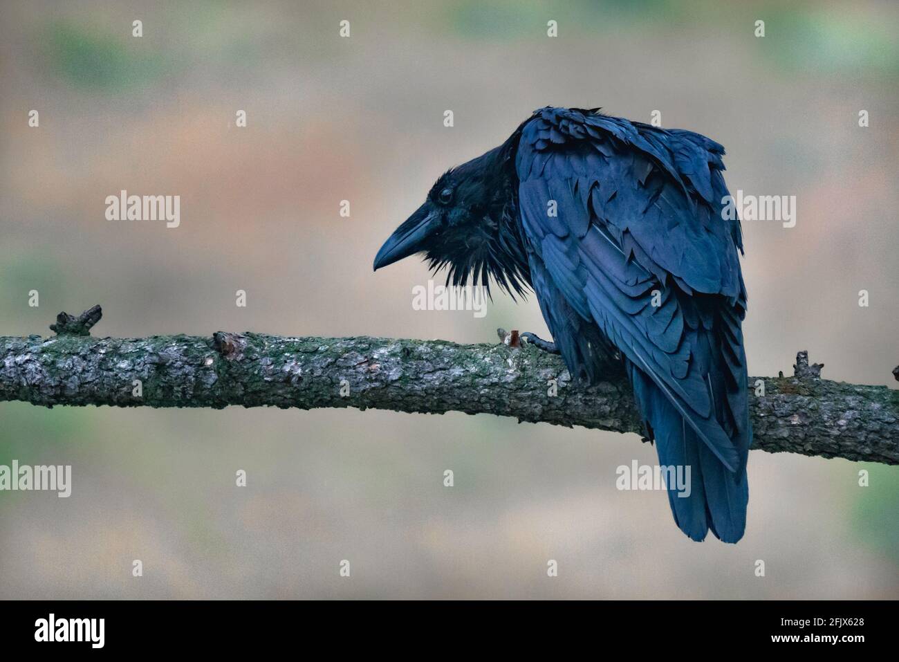 Grande corvo seduto su una filiale in Canadian Rockies. Corvus Corax nel Parco Nazionale di Jasper, Alberta. Fauna selvatica del Nord America. Foto Stock