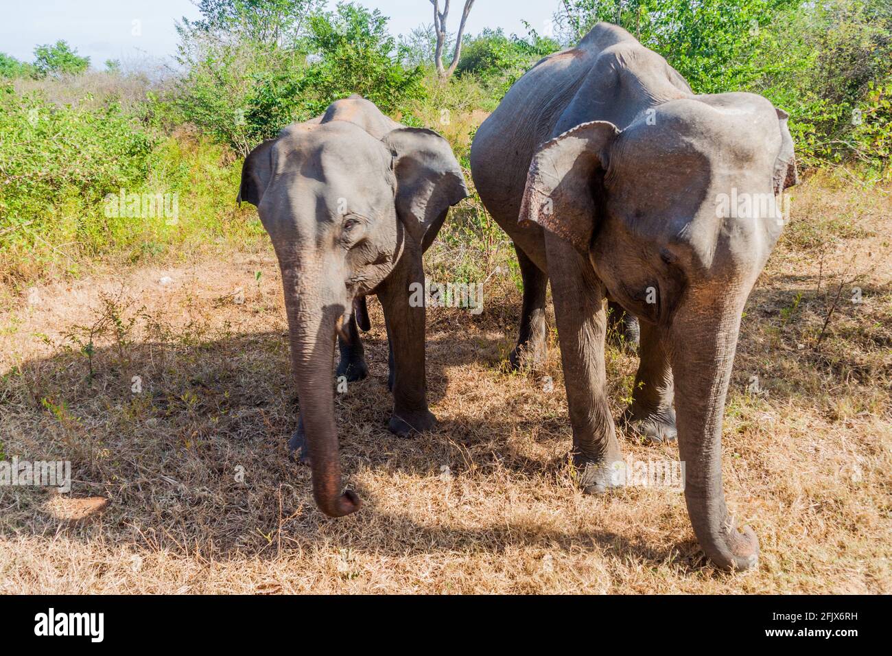 Elefante dello Sri Lanka Elephas maximus maximus nel Parco Nazionale di Udawalawe, Sri Lanka Foto Stock