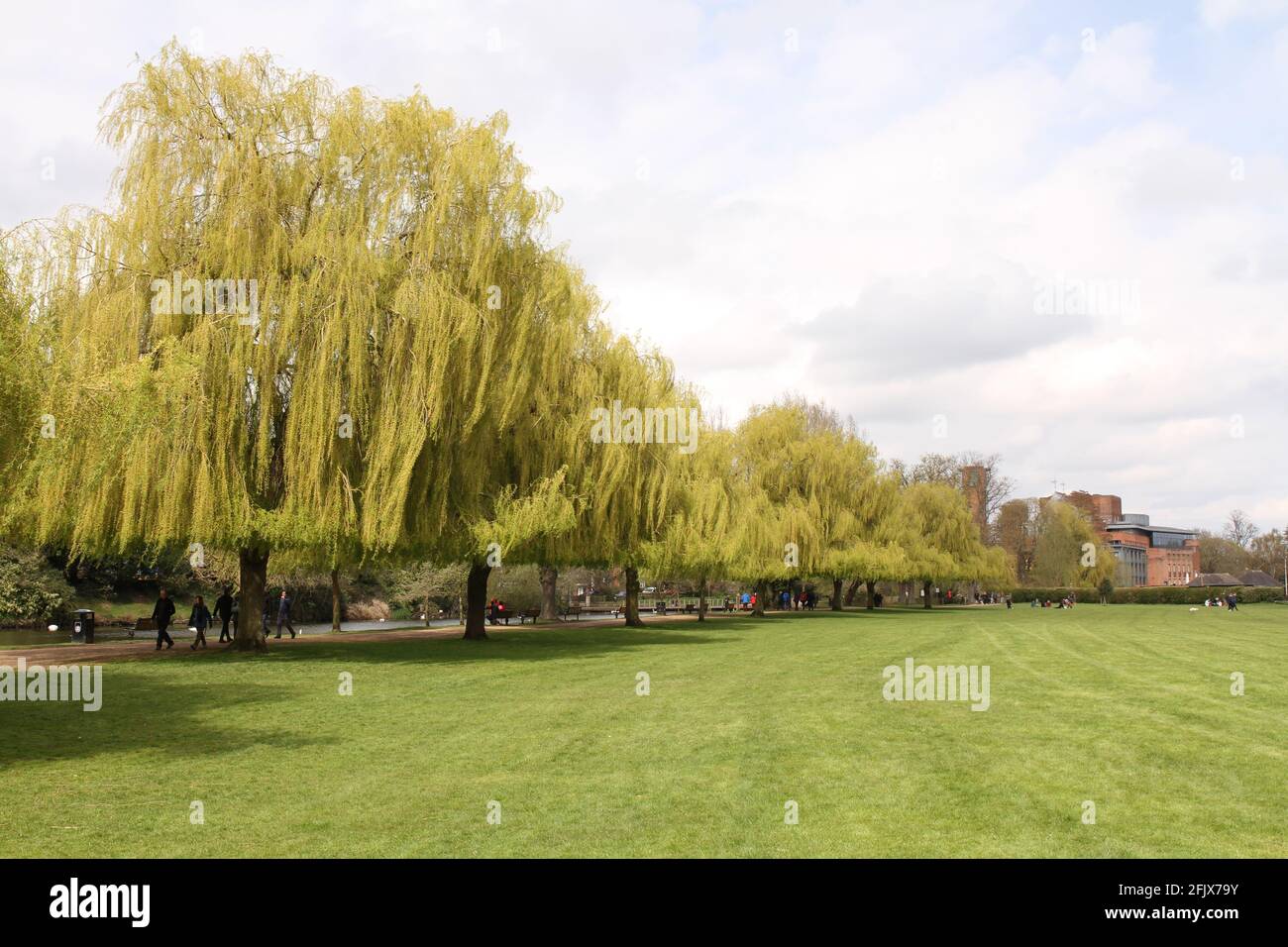 Alberi di Willow che si trovano sul terreno ricreativo, in Early Spring Stratford Upon Avon, Warwickshire, Regno Unito. Con il Royal Shakespeare Theatre in lontananza. Foto Stock