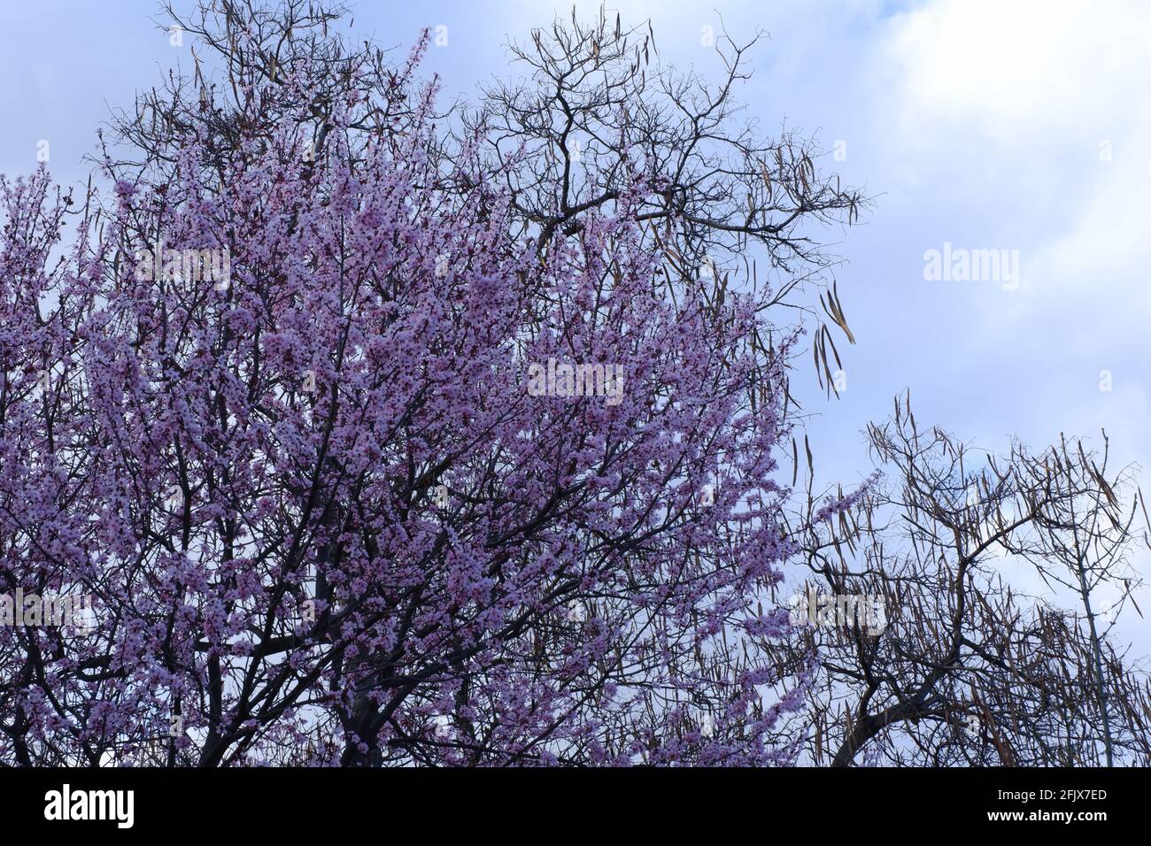 Fiori di ciliegia in fiore sull'albero in primavera Foto Stock