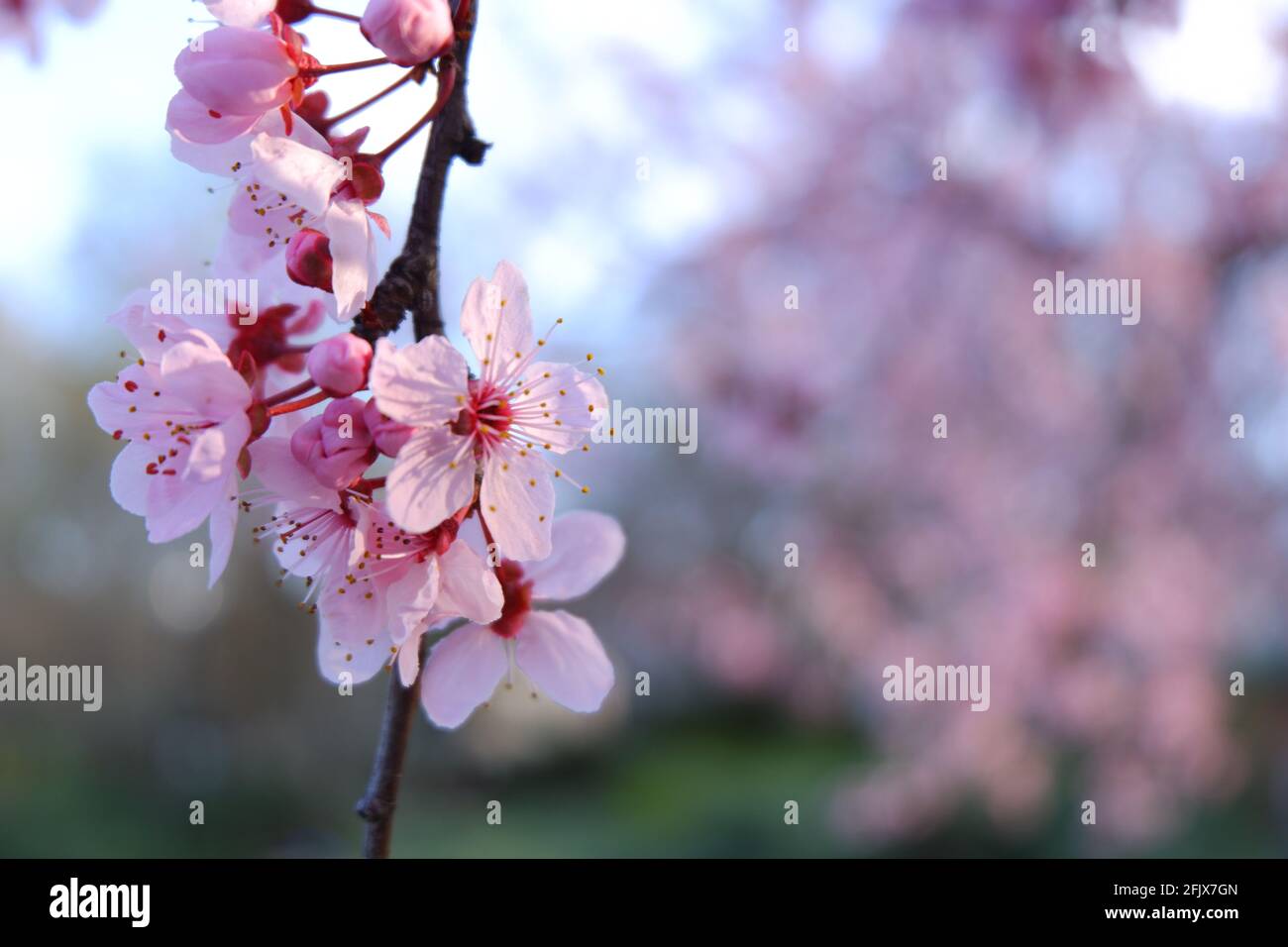Fiori di ciliegia in fiore sull'albero in primavera Foto Stock