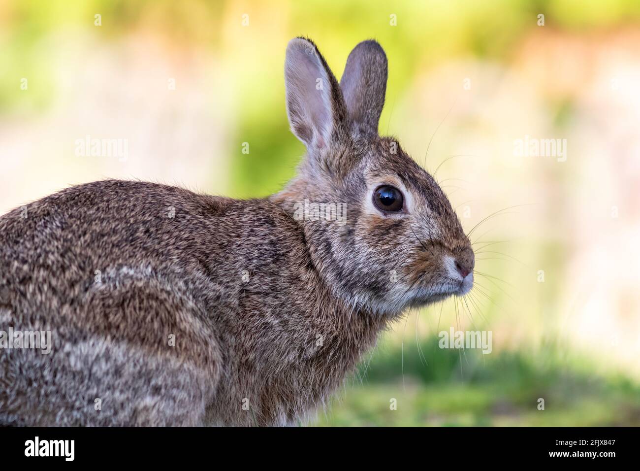 Coniglio di coda di cotone orientale, Sylvilagus floridanus, primavera in erba con bella luce solare soffusa Foto Stock