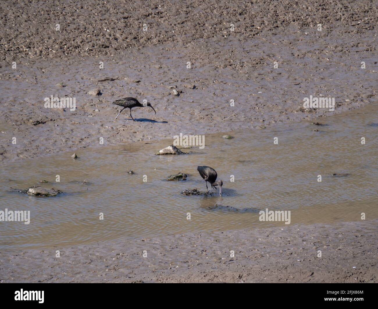 Alimentazione lucida Ibis su mudflats aka Plegadis falcinellus Foto Stock