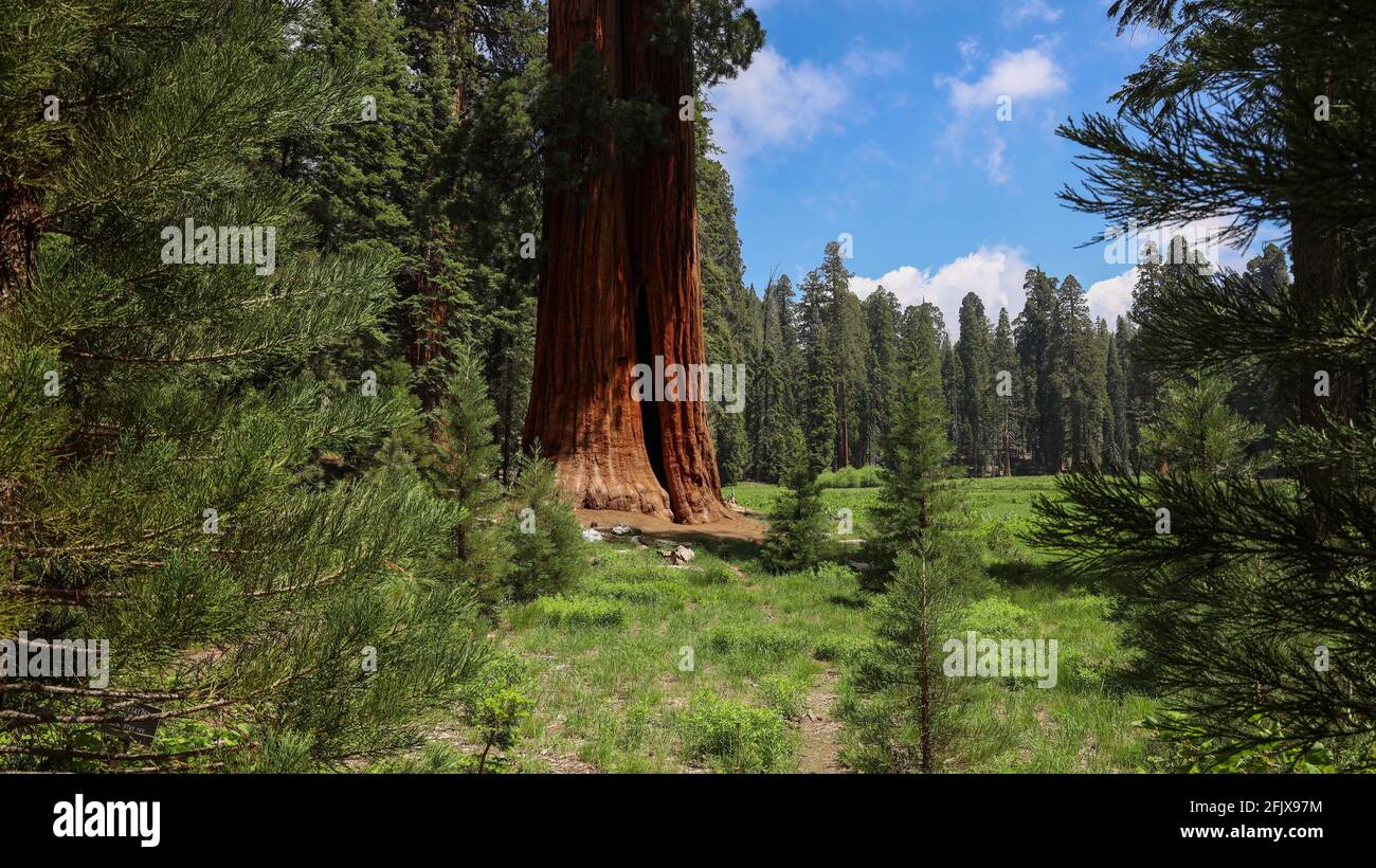 Un gigantesco albero di sequoie lungo il Big Trees Trail Little Deer Creek nel Sequoia National Park Foto Stock