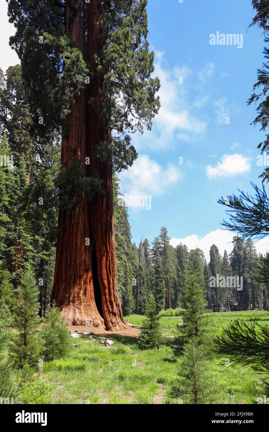 Un gigantesco albero di sequoie lungo il Big Trees Trail Little Deer Creek nel Sequoia National Park Foto Stock
