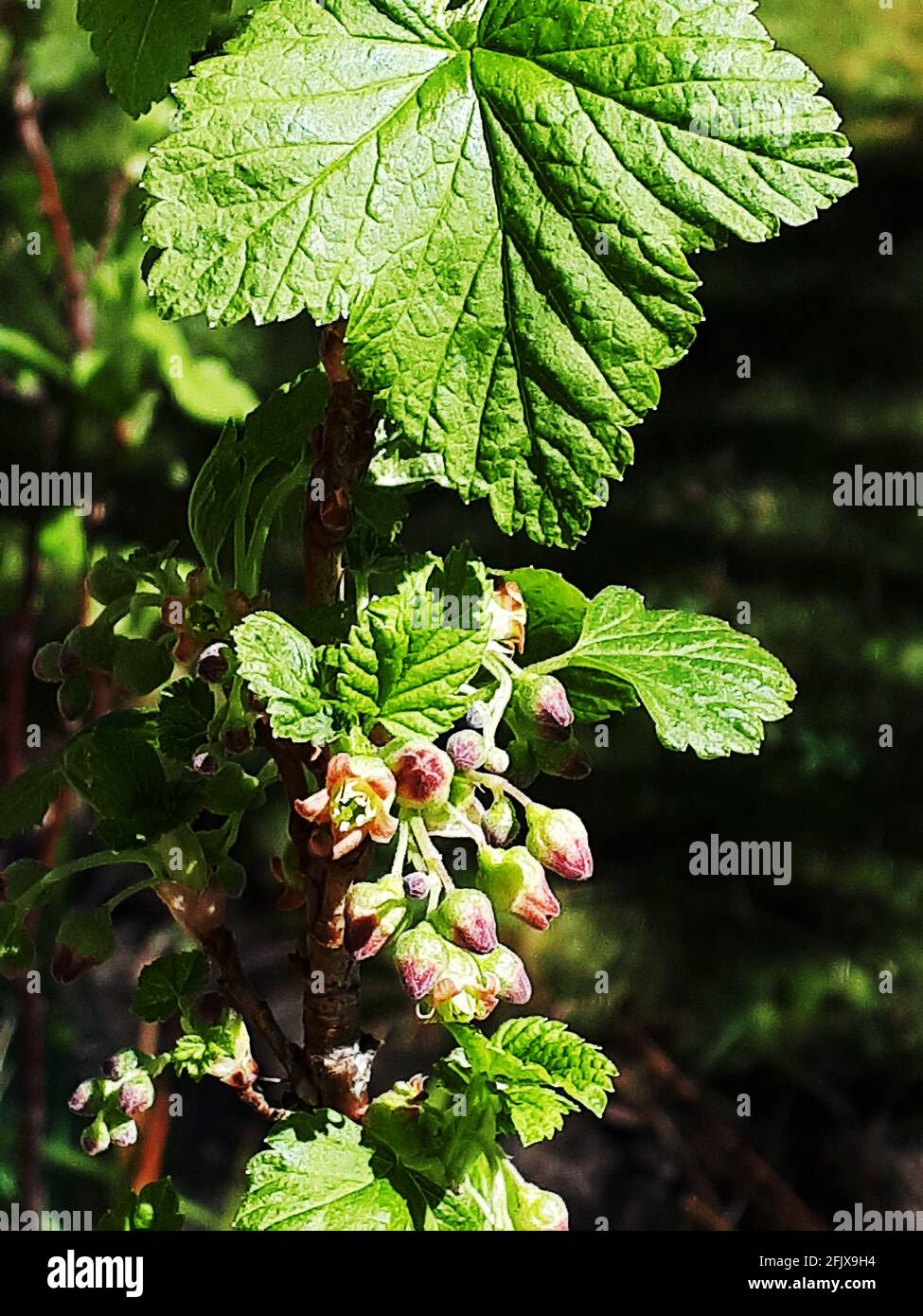 Una pianta rara e insolita chiamata Worcester Berry. I piccoli fiori crescono in grandi bacche che fanno buona marmellata. Foto Stock
