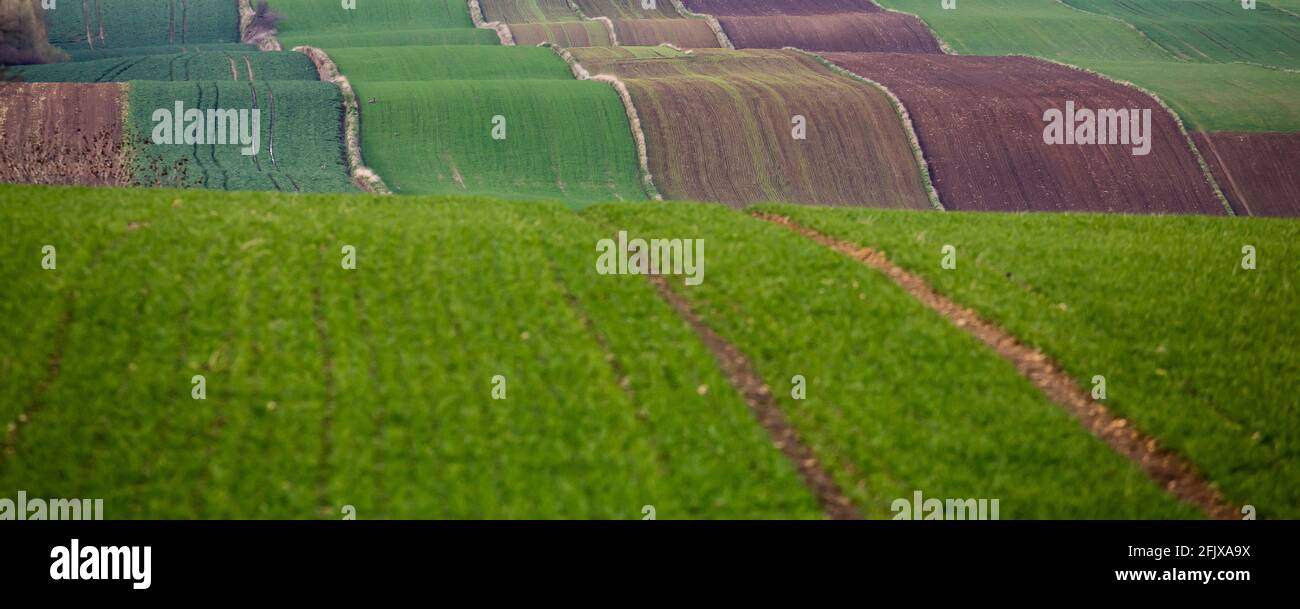 Il terreno agricolo in terreno ondulato è pieno di grano giovane in crescita. Foto scattata di sera, luce soffusa. Foto Stock