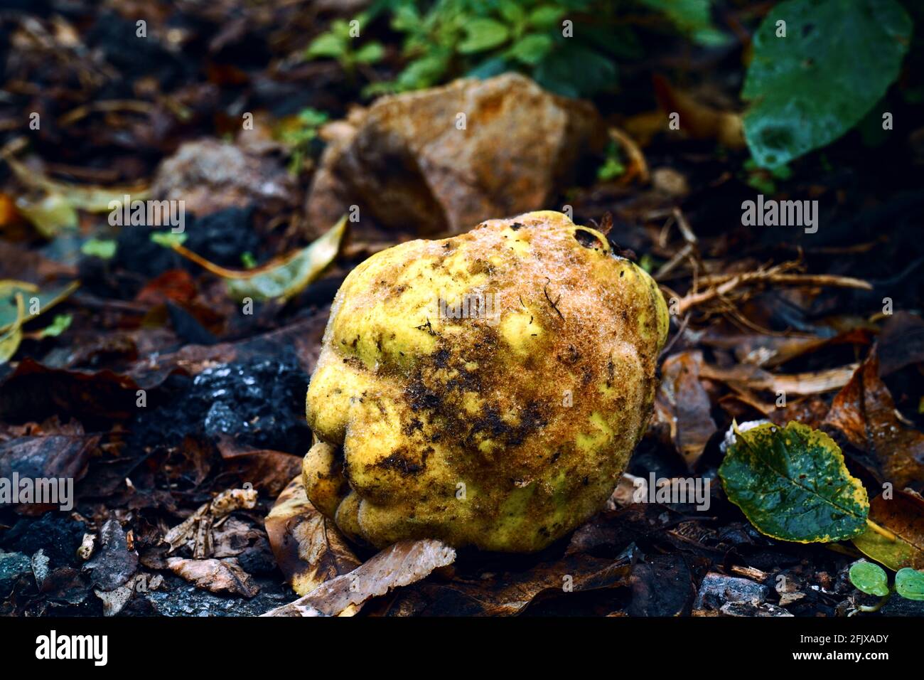Una mela cotogna cadde da un albero. Foto Stock