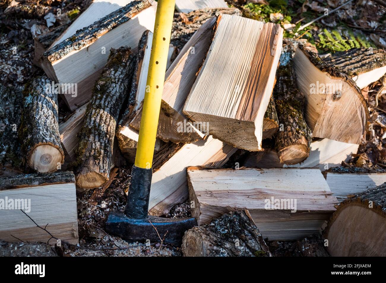 L'albero bianco orientale della cenere è tagliato su per legno di fuoco in Vermont, New England, Stati Uniti. Foto Stock