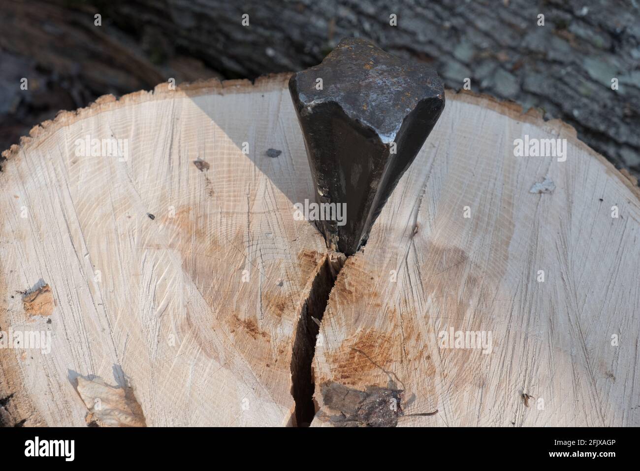 Usando il cuneo e il centro commerciale di divisione per dividere l'albero bianco orientale della cenere per il legno di fuoco in Vermont, New England, Stati Uniti. Foto Stock