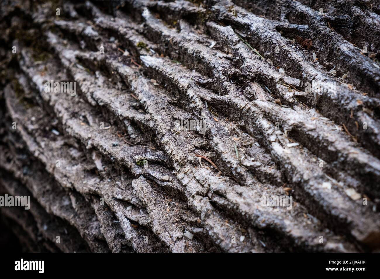 Corteccia di un albero bianco orientale di cenere che è tagliato in su per legno di fuoco in Vermont, New England, Stati Uniti. Foto Stock