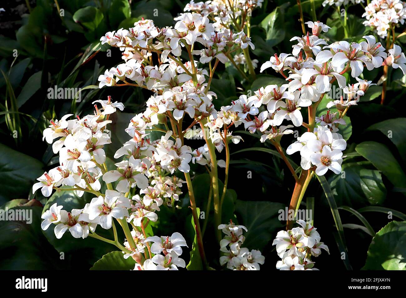 Bergenia ‘Bressingham White’ Elefanti orecchi Bressingham White – fiori bianchi a forma di campana e grandi foglie di pelle, aprile, Inghilterra, Regno Unito Foto Stock