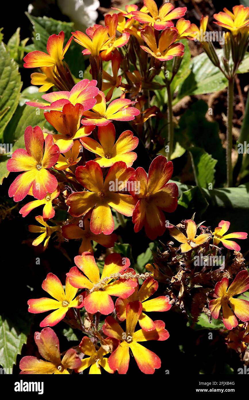 Primula ‘foglia di quercia giallo Picotee’, Primula gialla con margini di rosso arancio e foglie di verde scuro lisce, aprile, Inghilterra, Regno Unito Foto Stock